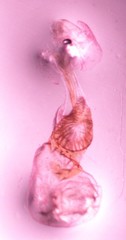 Idaea alyssumata