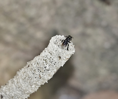 Tetragonilla collina