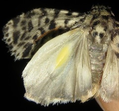Clemensia leopardina
