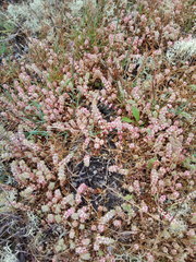 Illecebrum verticillatum