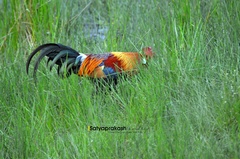 Gallus gallus murghi