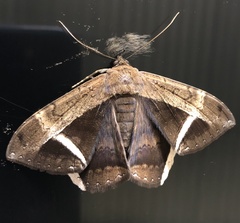 Hemeroblemma mexicana