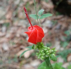 Malvaviscus arboreus drummondii