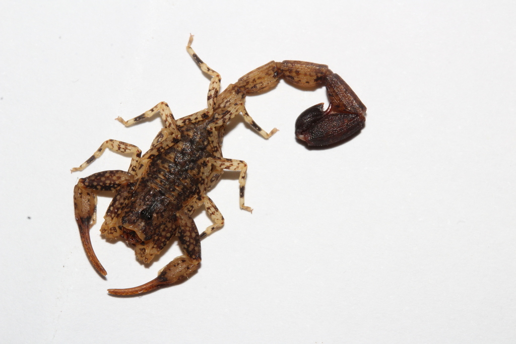 Tityus silvestris