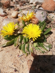 Glottiphyllum