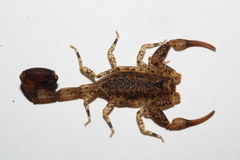 Tityus silvestris