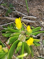 Glottiphyllum