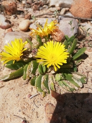 Glottiphyllum