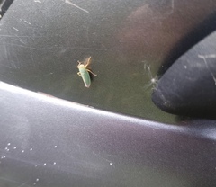 Cicadella