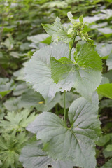 Caucasalia macrophylla