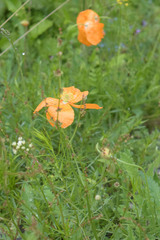 Papaver oreophilum