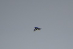 Lanius excubitor