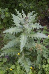 Cirsium uliginosum