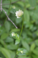 Astrantia maxima