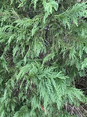 Chamaecyparis obtusa