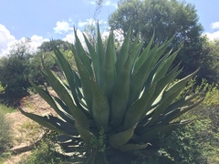 Agave scaposa