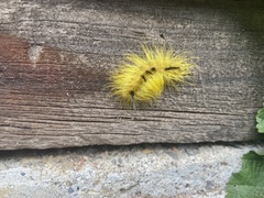 Acronicta