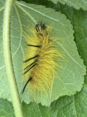 Acronicta