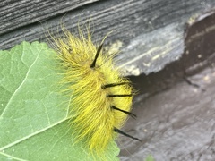 Acronicta