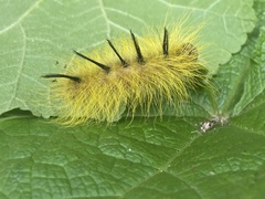 Acronicta