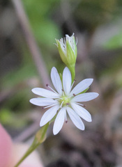 Stellaria anagalloides
