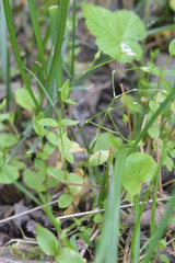 Stellaria anagalloides