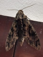 Cocytius antaeus