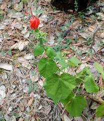 Malvaviscus arboreus drummondii