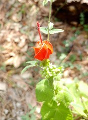 Malvaviscus arboreus drummondii