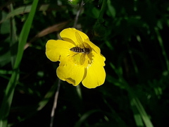 Sphaerophoria interrupta