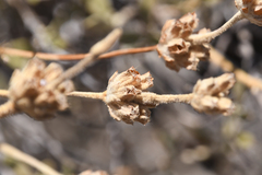 Pseudodictamnus mediterraneus