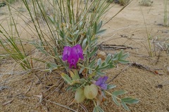 Oxytropis tragacanthoides