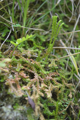 Selaginella helvetica
