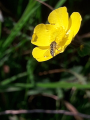 Sphaerophoria interrupta
