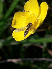 Sphaerophoria interrupta