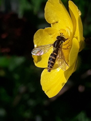 Sphaerophoria interrupta