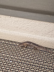 Sceloporus occidentalis