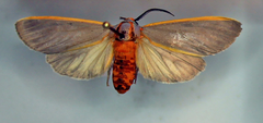 Pygarctia abdominalis