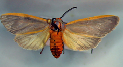 Pygarctia abdominalis