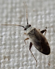 Europiella