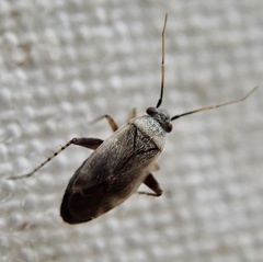 Europiella