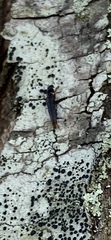 Lymexylidae