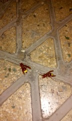 Vespa orientalis
