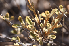 Pseudodictamnus mediterraneus