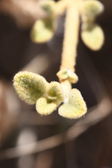 Pseudodictamnus mediterraneus