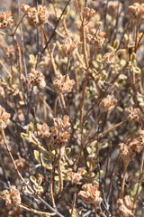 Pseudodictamnus mediterraneus