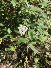 Ceanothus americanus americanus