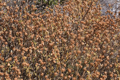 Pseudodictamnus mediterraneus