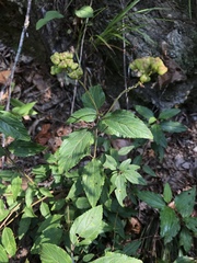 Ceanothus americanus americanus