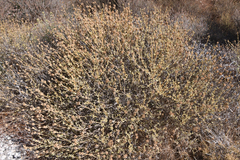 Pseudodictamnus mediterraneus